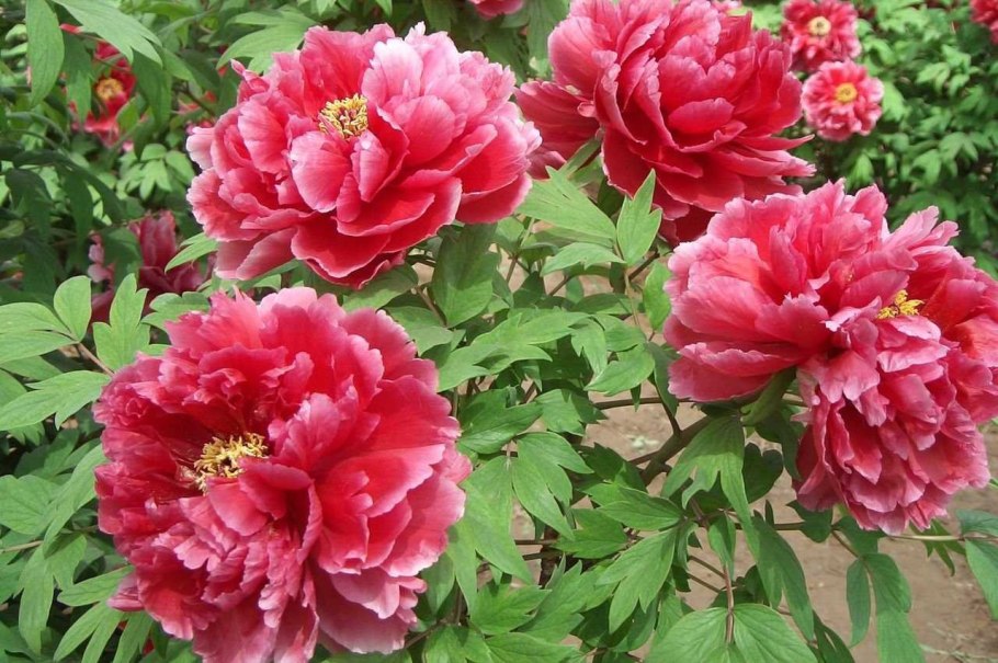 Пион Ричез энд Флейм