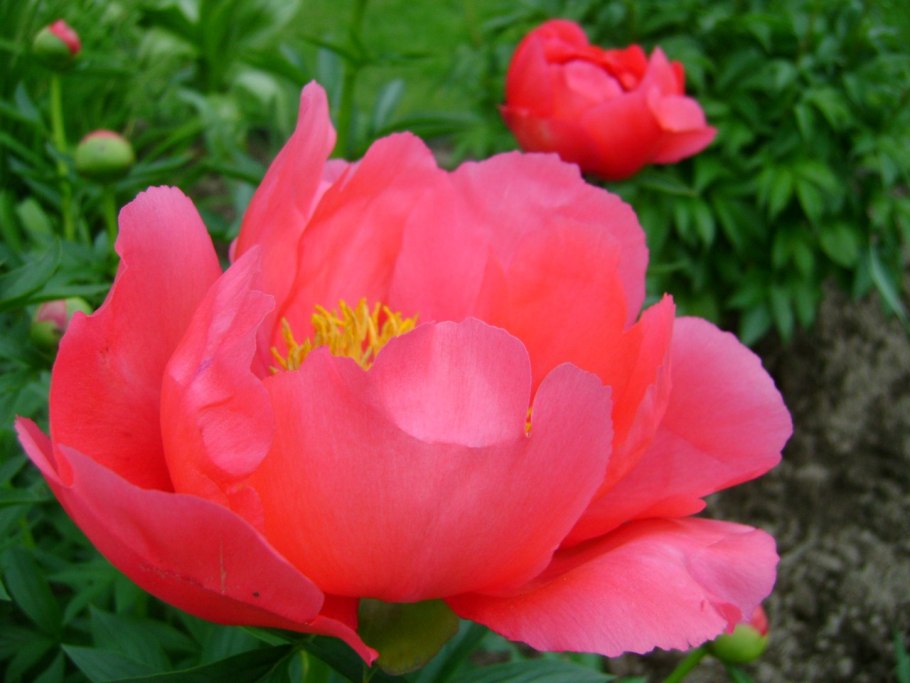 Пион травянистый Флейм