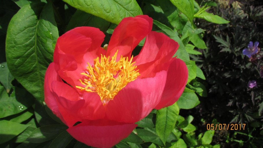 Пион (ботан.)