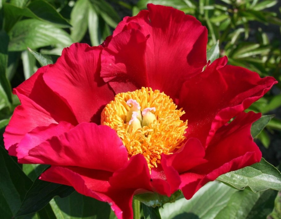 Пион Flame (10-15см/с2-c3)