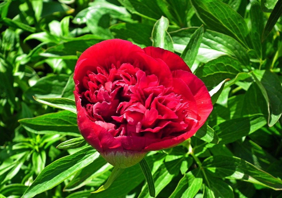 Paeonia Tamamidori