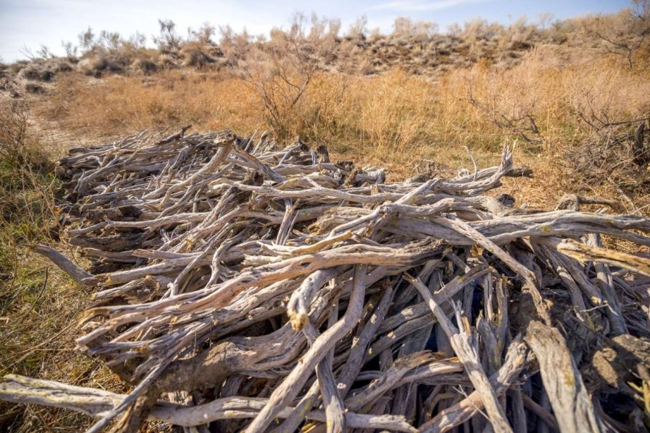 Темир Агач дерево