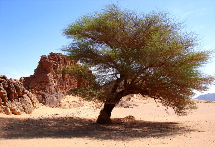 Саксаул фото корни