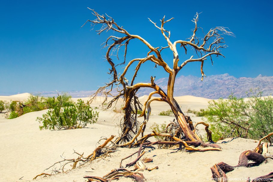 Саксаул Зайсанский