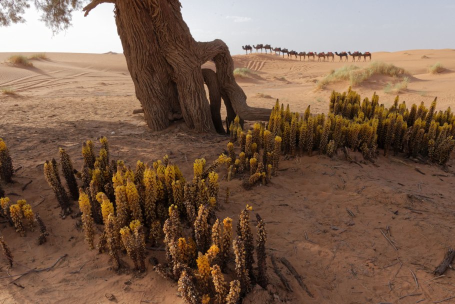 Белый саксаул летом в Евразии