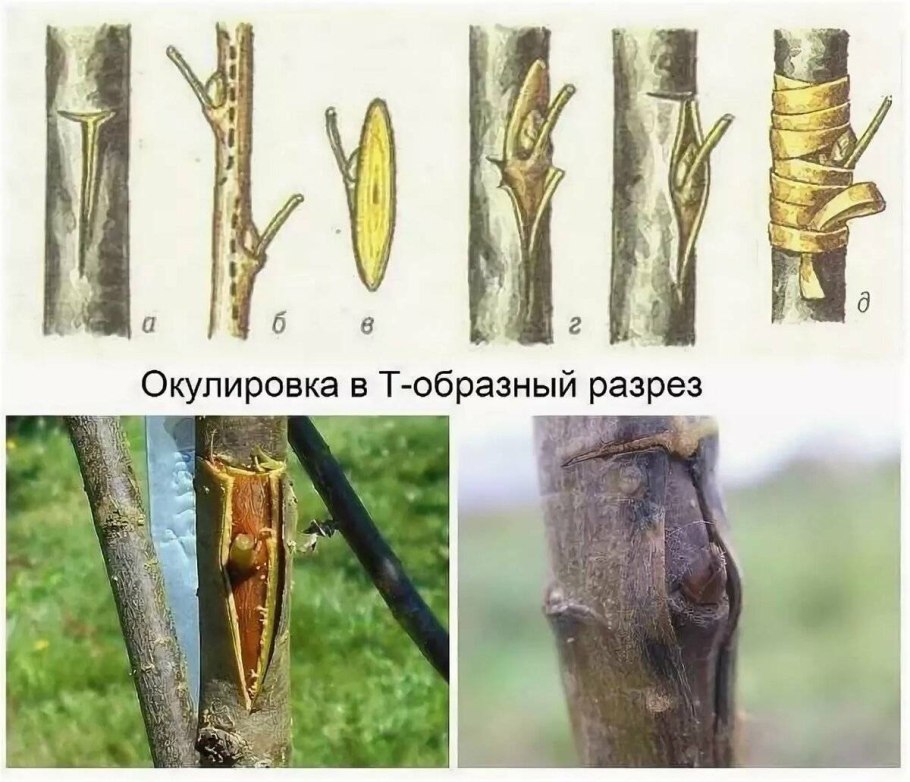 Окулировка почкой (глазком)
