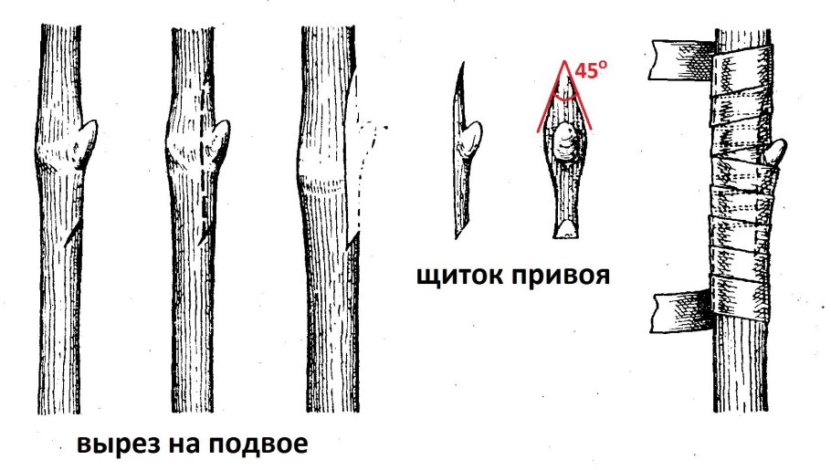 Прививка мандарина в расщеп