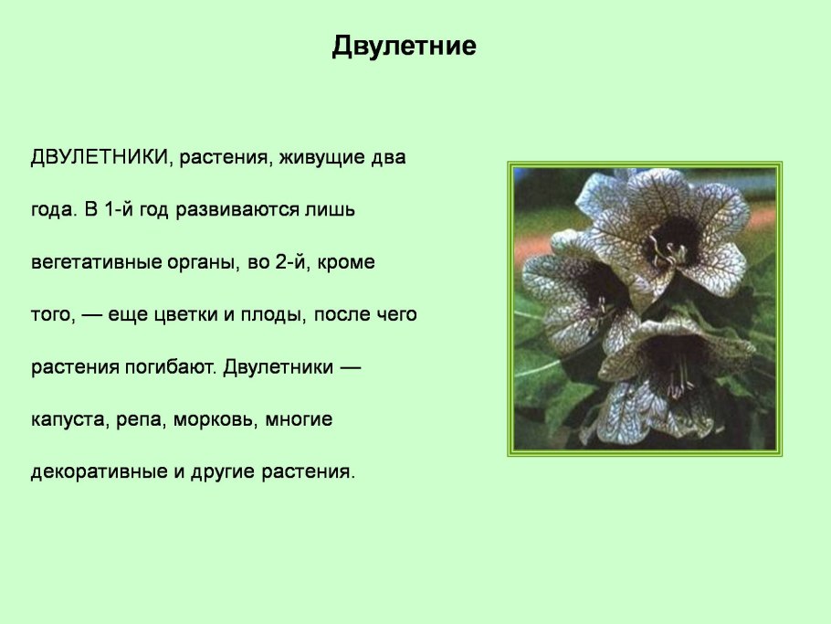 Двулетние овощные растения