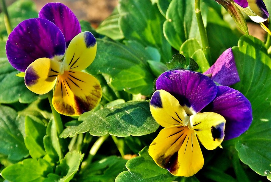 Правильная обрезка ремонтантной малины