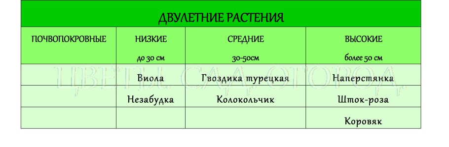 Фазы развития свеклы