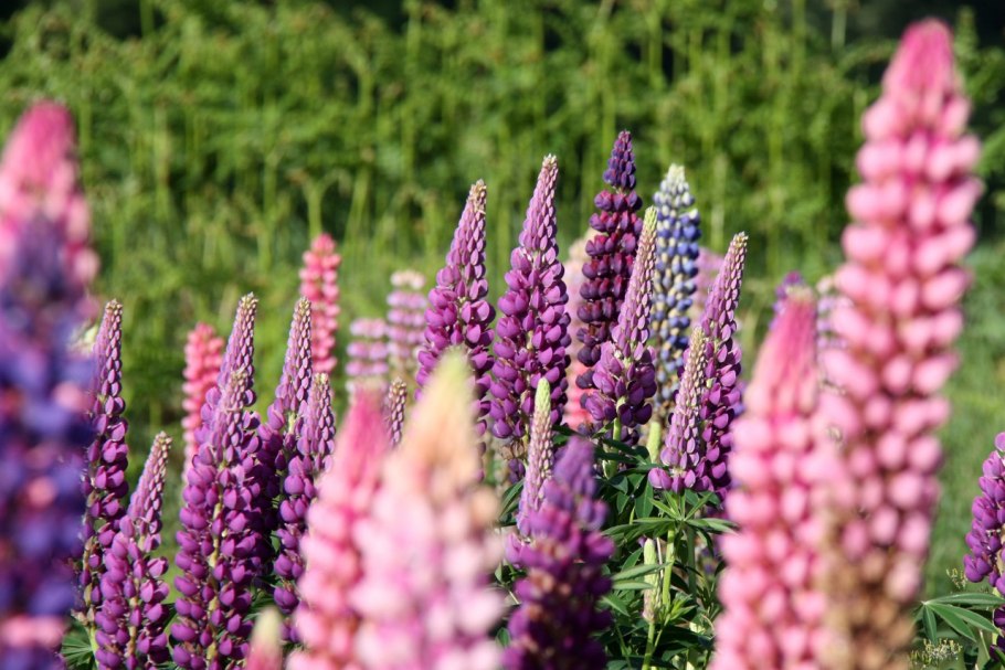 Цикл развития моркови