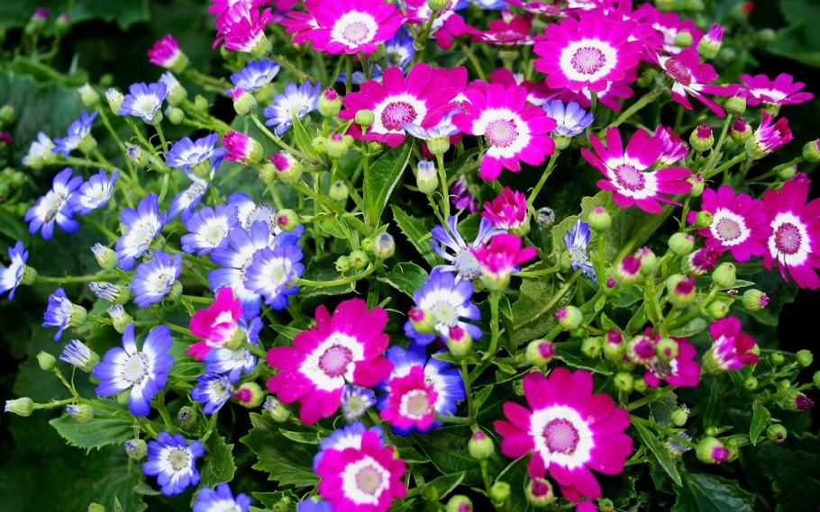 Люпин Purple Emperor