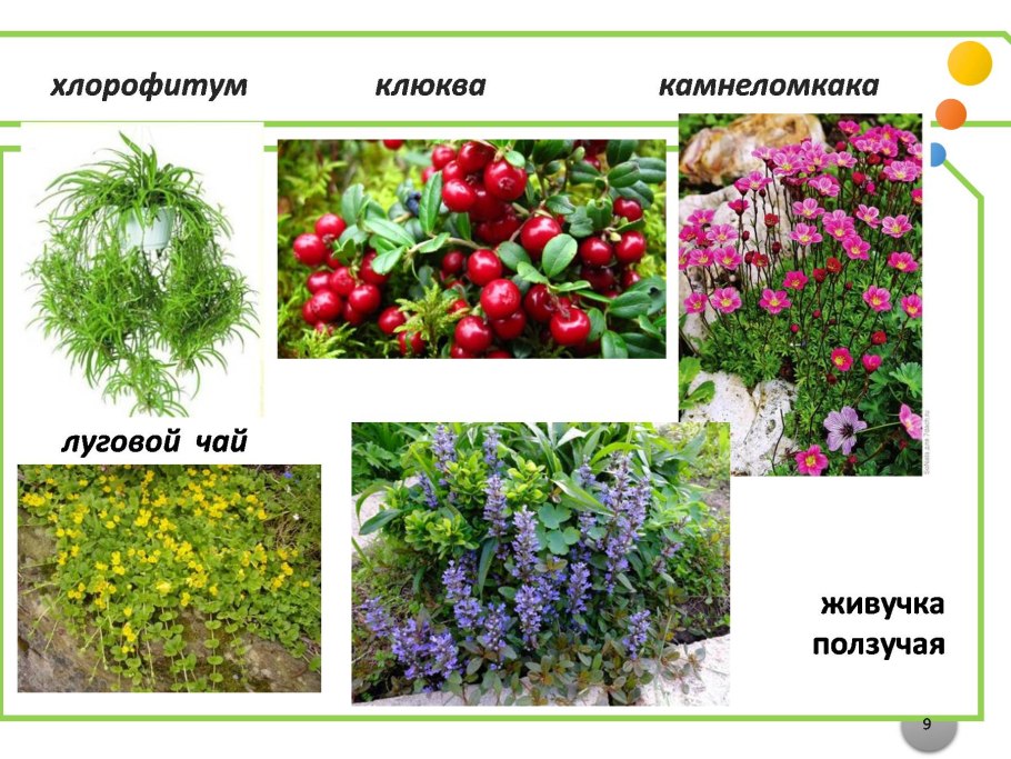 Корневищные зимующие многолетники