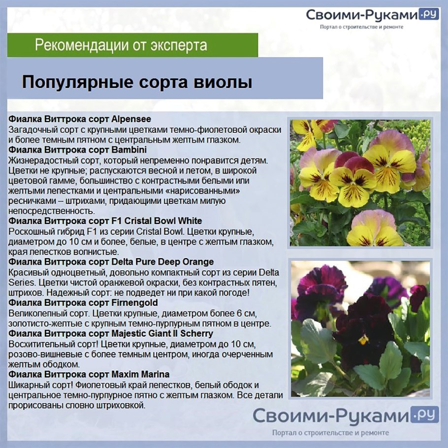 Виола цветы описание