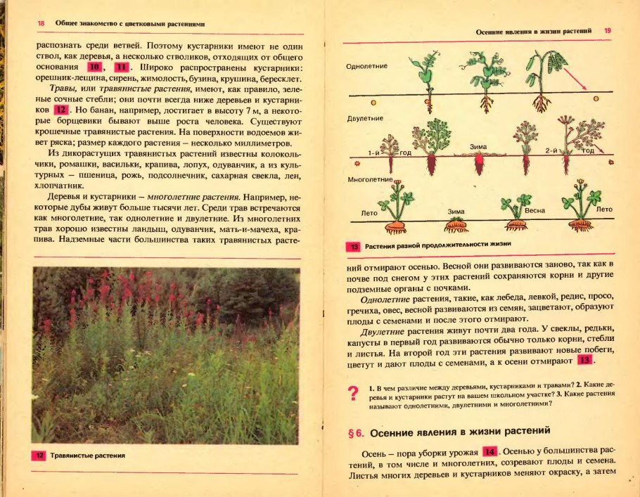 Учебник ботаники 6 класс