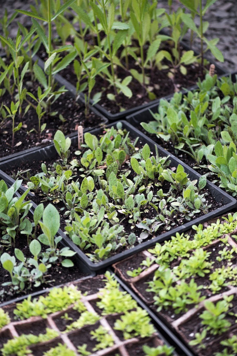 Растения клумбы окружающий мир