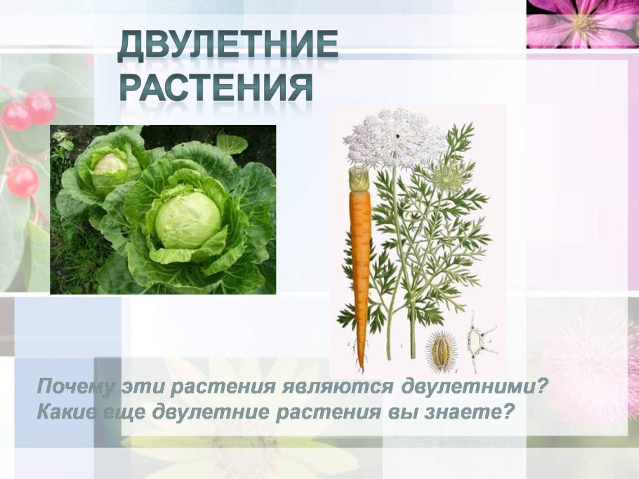 Схема посадки ремонтантной малины весной