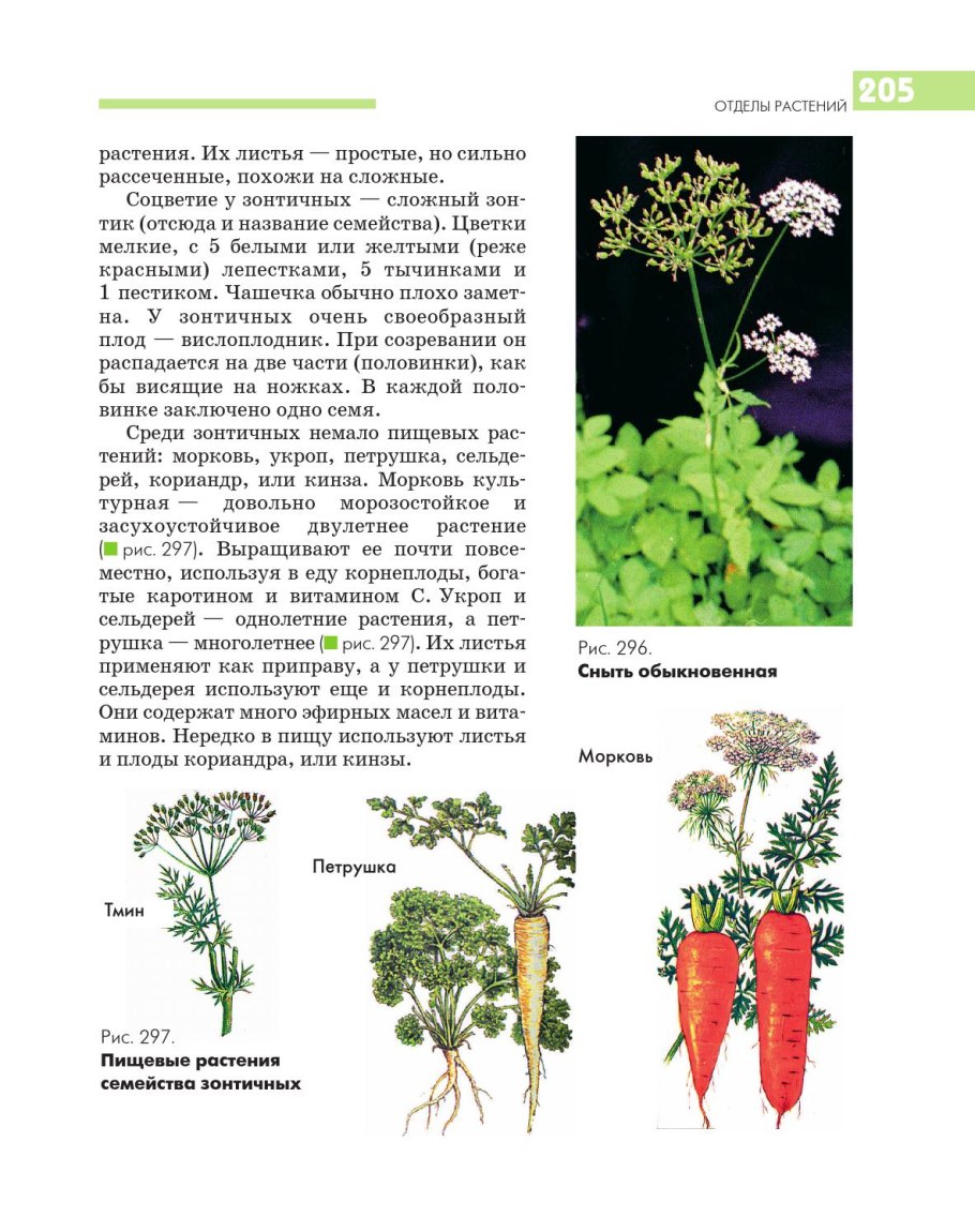 Цветы которые сами размножаются уличные