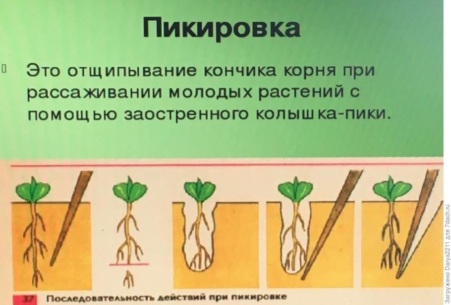 Цветы двухлетние садовые