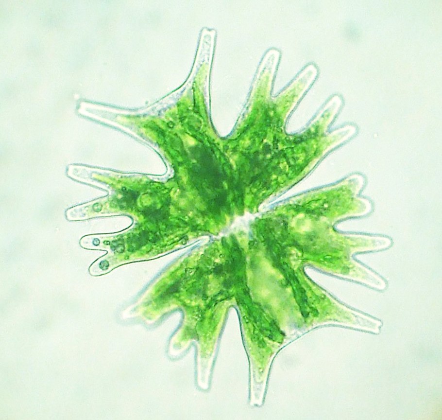 Зеленые водоросли Chlorophyta