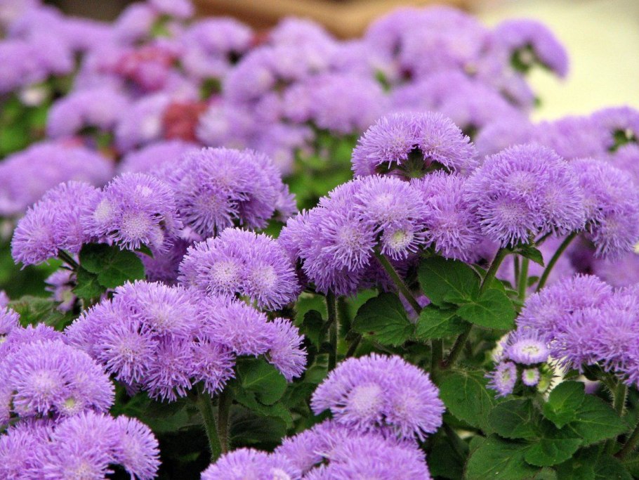 Агератум Хоустона (Ageratum houstonianum)