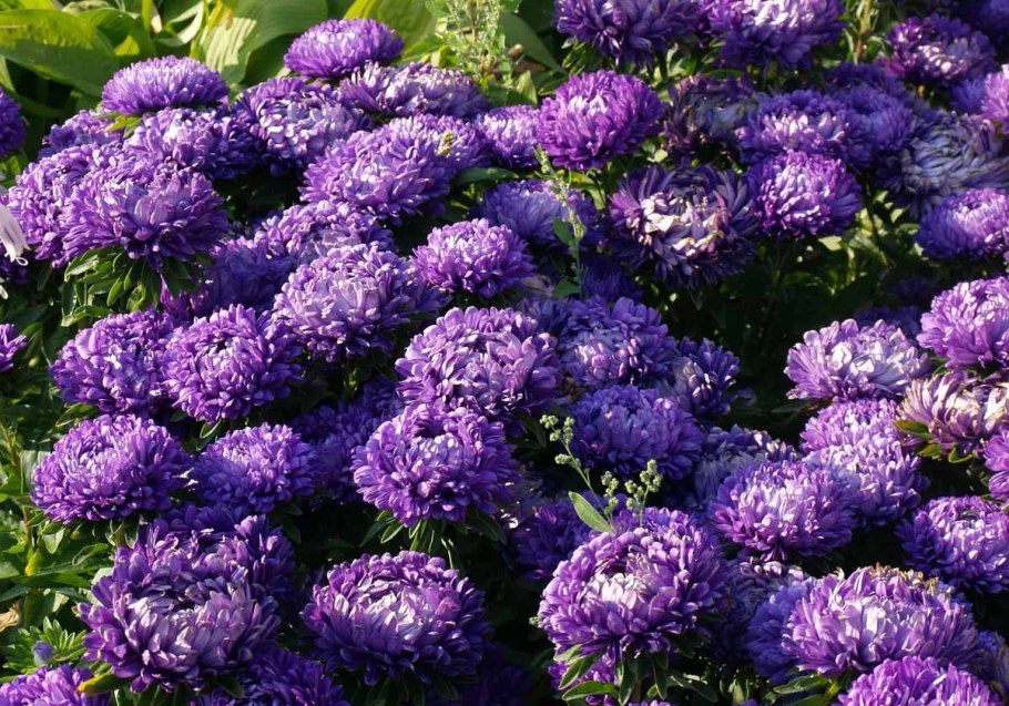 Бунгельвилия цветы сиреневая