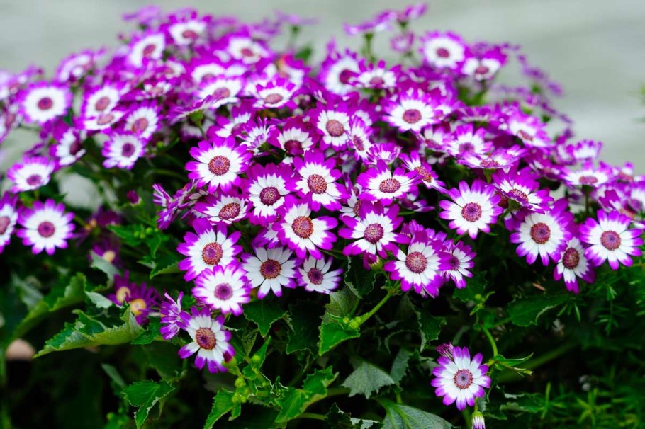 Мальва Лесная многолетняя