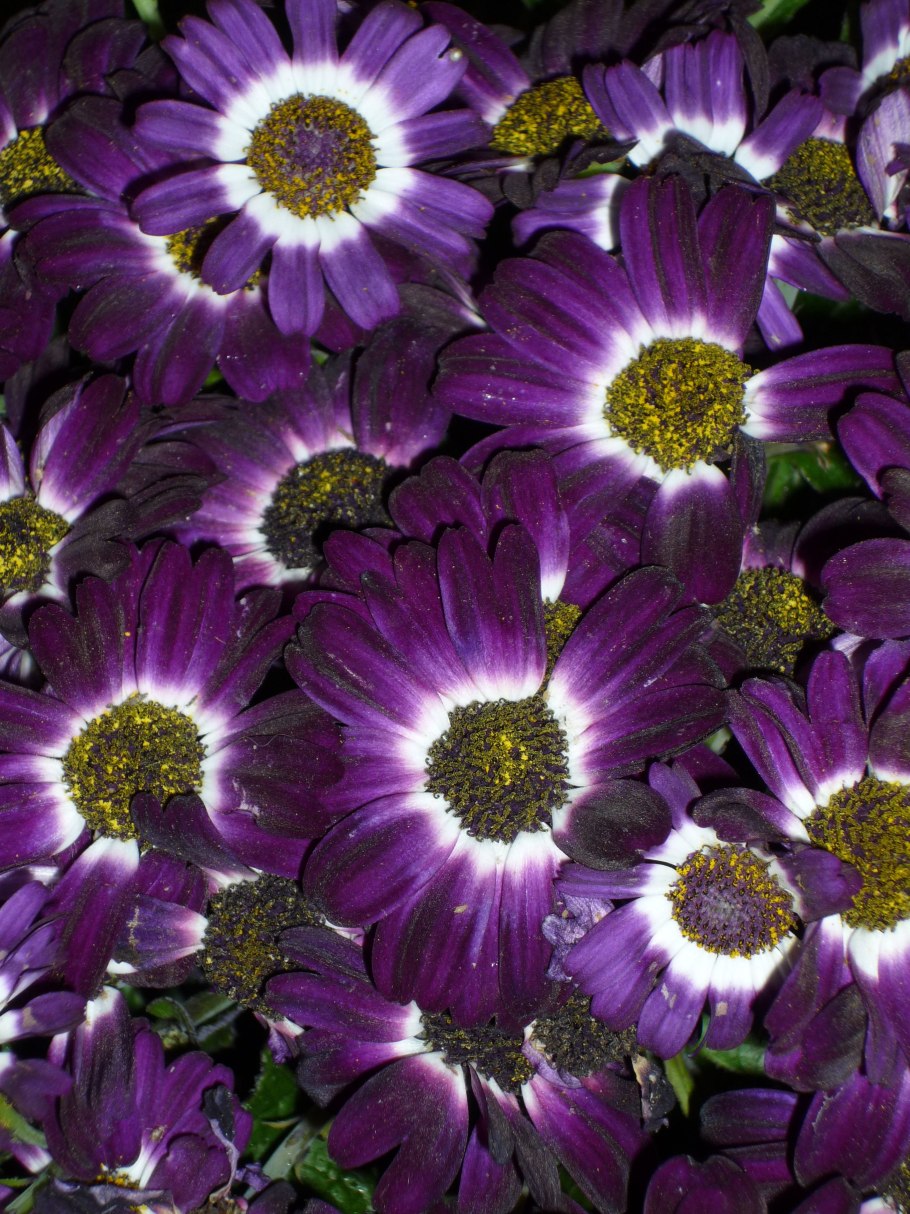 Пурпл цветок