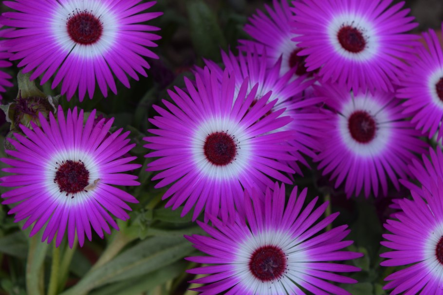 Брахикома и беролистная