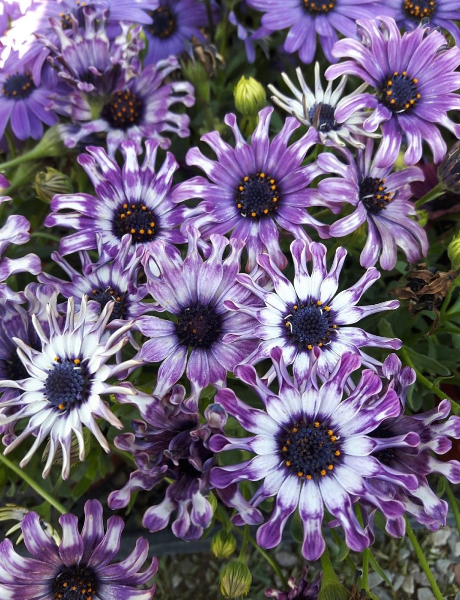 Остеоспермум Акила