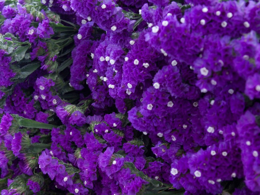 Лобелия Эриус Хрустальный двореу