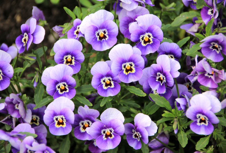 Остеоспермум лиловый