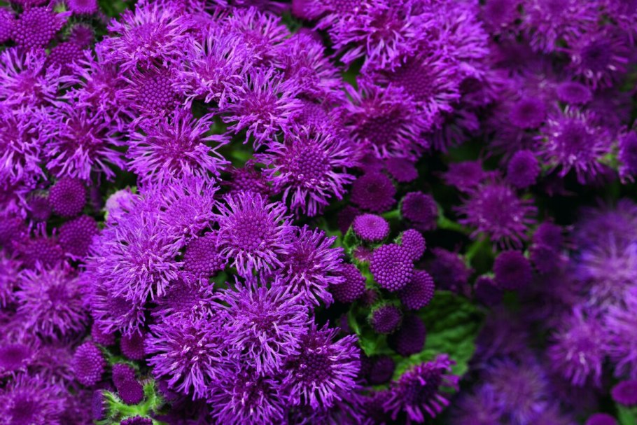 Петуния и Вербена