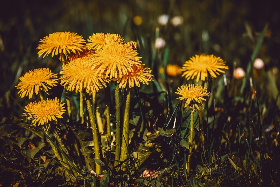 Taraxacum brevicorniculatum