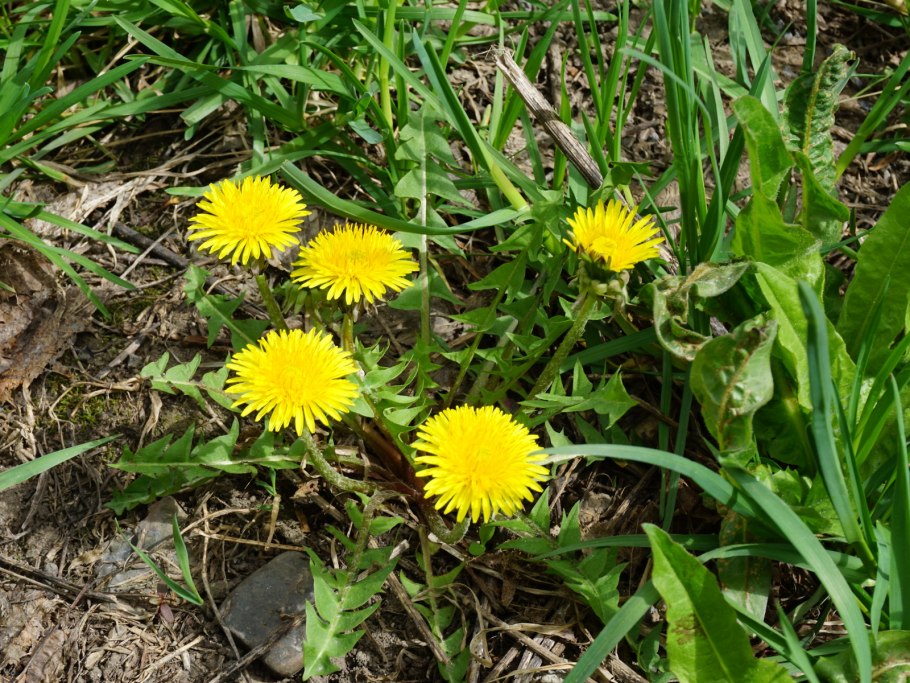 Одуванчик класс растения