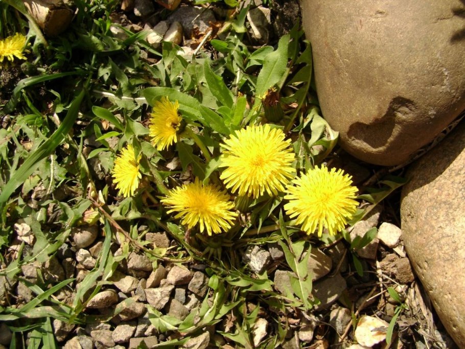 Одуванчик лекарственный язычковый цветок