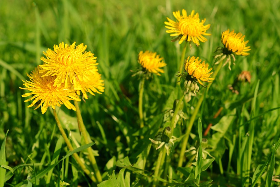 Одуванчик Taraxacum officinale