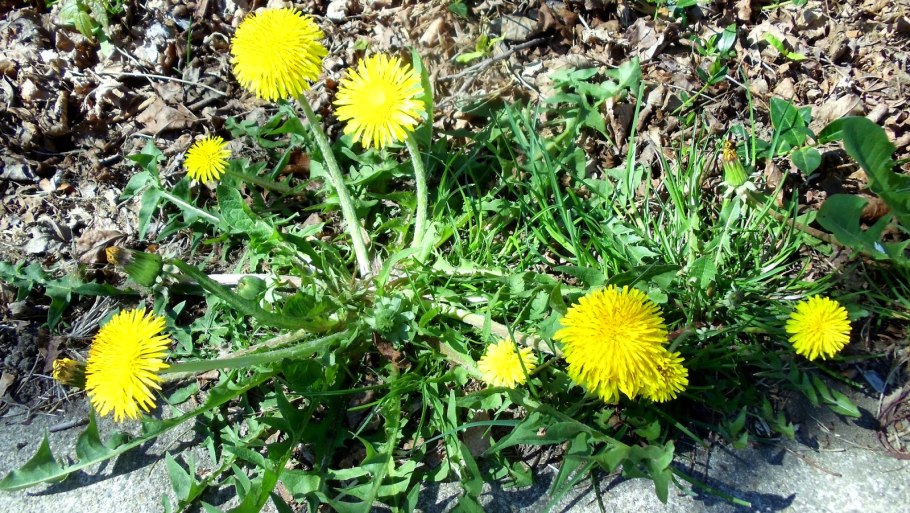 Одуванчик лекарственный осенью