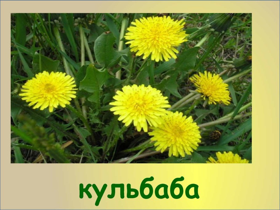 Одуванчик ОСТРОРОГИЙ