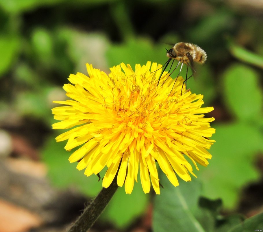 Одуванчик белорусских