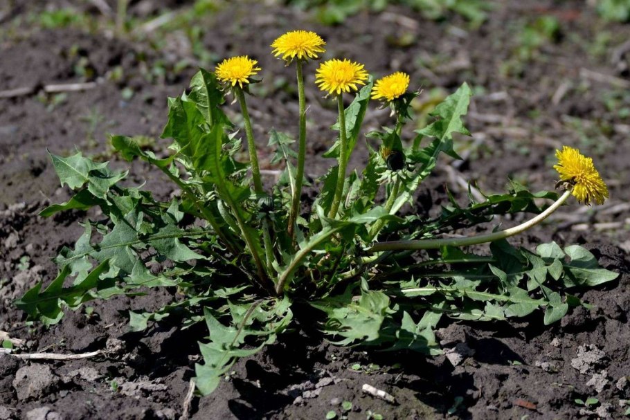 Taraxacum pseudoroseum