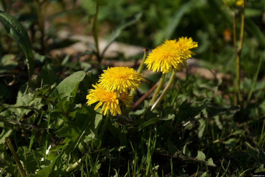 Одуванчик плосколисточковый