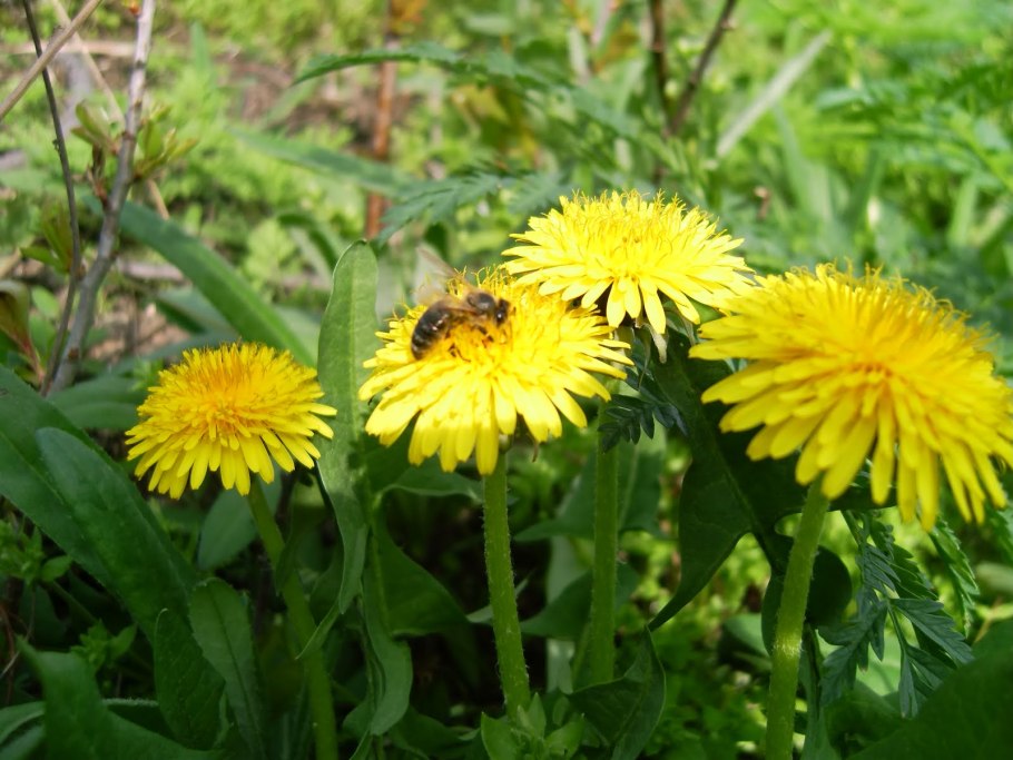 Полевой и горный одуванчик