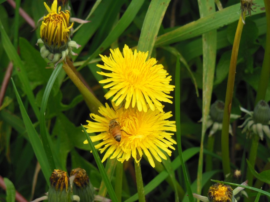 Растение похож на одуванчик в лесу