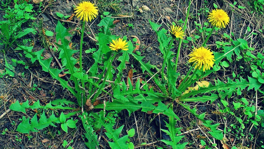 Тараксакум оффицинале