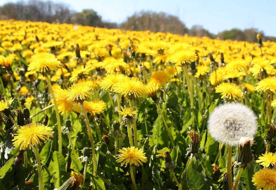 Одуванчик растение которое растет на Кубани