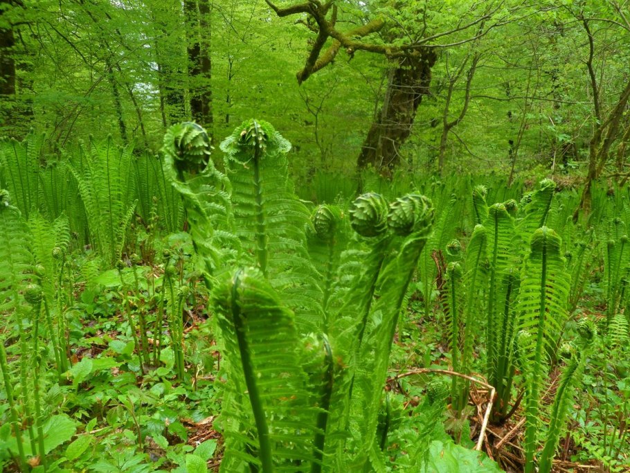 Страусник обыкновенный (Matteuccia struthiopteris)