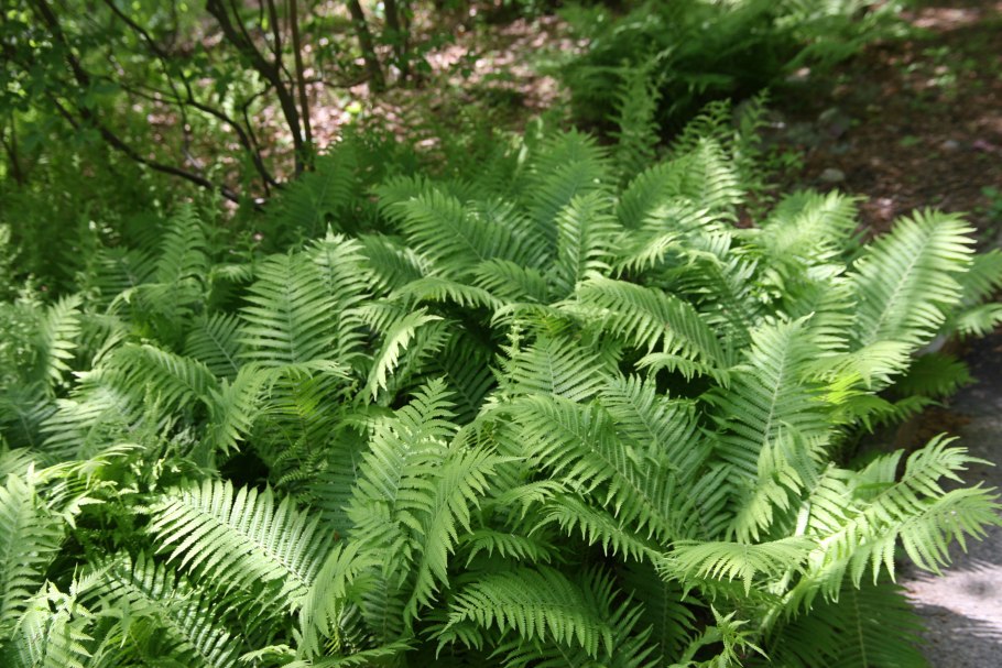 Страусник обыкновенный (Matteuccia struthiopteris)