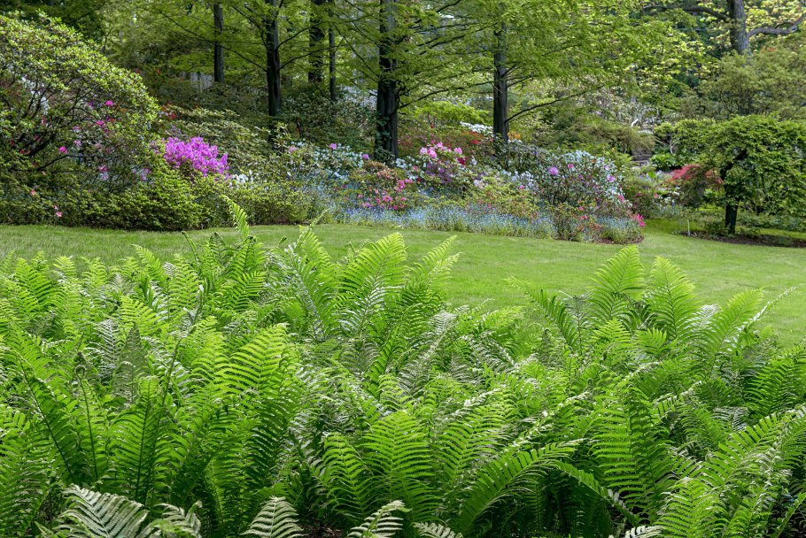 Страусник папоротник struthiopteris