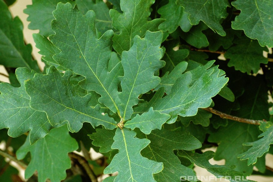 Дуб черешчатый (Quercus Robur)
